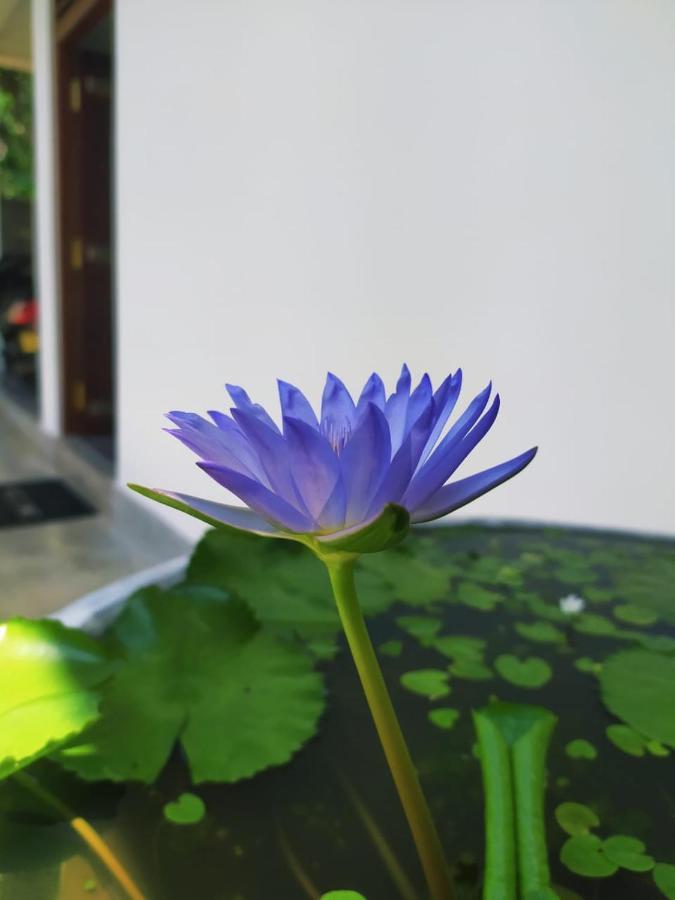 Saku Residence Unawatuna Ngoại thất bức ảnh